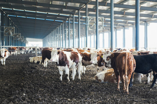 Modern indoor livestock barn housing a group of beef cattle for commercial agricultural production.