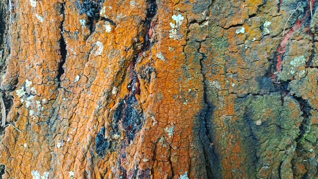 Close-up shot of tree bark texture covered with orange lichen, moss, and natural sap
