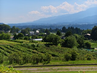 Fototapeta premium Vineyards stretch gently under a bright sky. Mountains loom softly in the distance, clouded and serene. Greenery surrounds clusters of modest houses and barns. Quiet rural landscape invites calm