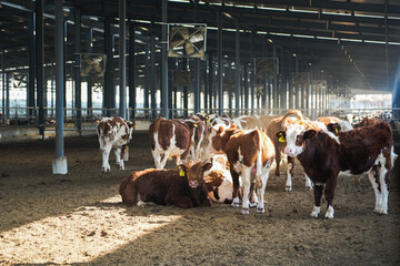 A herd of brown and white cattle rest and stand in a modern, enclosed indoor livestock farm barn. © tai