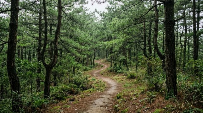 Serene winding dirt hiking trail through a lush green pine tree forest landscape