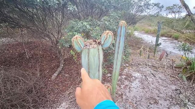 cacto na cidade de Gr&atilde;o Mogol, Estado de Minas Gerais, Brasil
