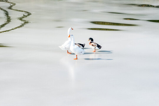 Two white geese and a mallard duck stand on a frozen water surface in a natural outdoor setting.