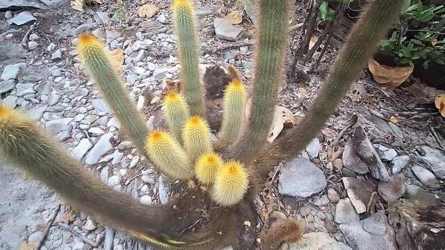 cacto na cidade de Gr&atilde;o Mogol, Estado de Minas Gerais, Brasil