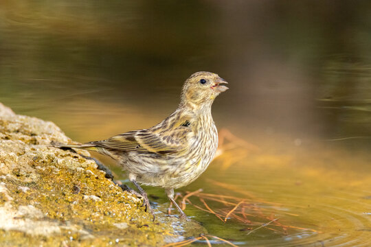 Verdecillo o ser&iacute;n verdecillo (Serinus serinus) bebiendo agua