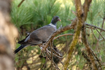 Paloma torcaz (Columba palumbus) posada en la rama © FranciscoJose