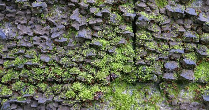 Full frame close up of green moss and lichen texture on tree bark