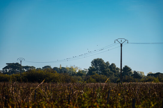 Oiseaux en Occitanie sur pilonne &eacute;lectrique
