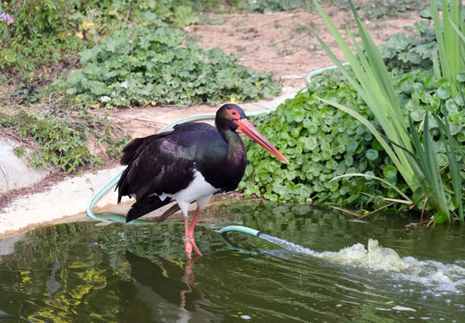 Black Stork (Ciconia nigra)