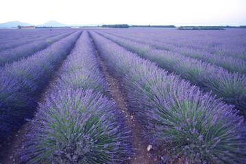 Obraz premium Lavender Field