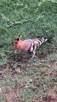 Hoopoe at grass 
