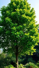 Fototapeta premium Lush green tree standing tall with vibrant leaves, branch, growth