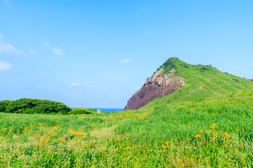 Fototapeta premium 初夏のトビシマカンゾウの咲く大野亀 佐渡島 新潟県佐渡市