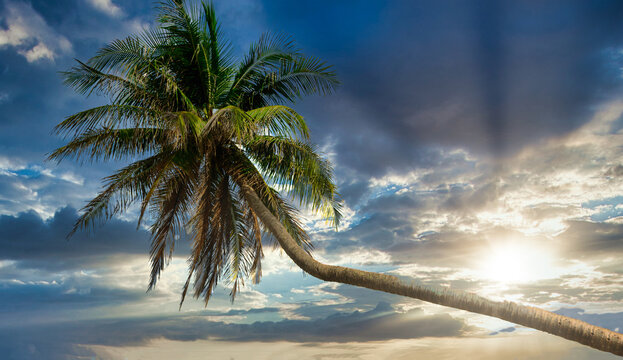 Silhouette coconut palm trees on beach at sunset. Vintage tone.