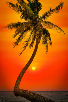 Silhouette coconut palm trees on beach at sunset. Vintage tone.