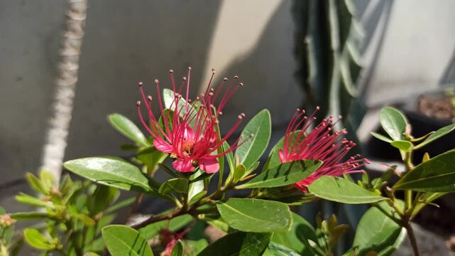 Vibrant red Xanthostemon flowers blooming naturally, showcasing striking brush-like stamens and colorful blossoms that enhance the beauty of tropical landscapes.