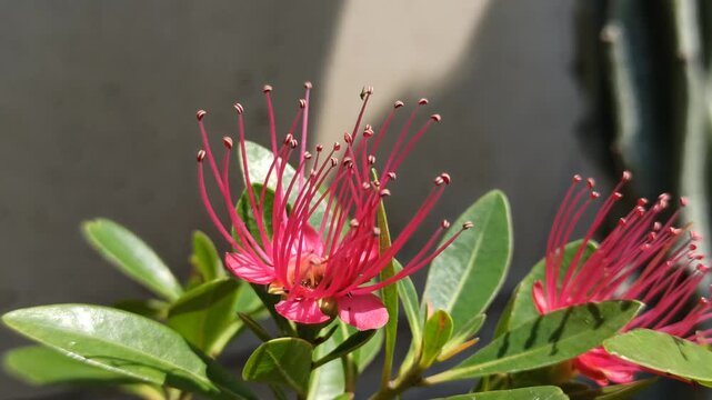 Vibrant red Xanthostemon flowers blooming naturally, showcasing striking brush-like stamens and colorful blossoms that enhance the beauty of tropical landscapes.
