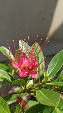 Vibrant red Xanthostemon flowers blooming naturally, showcasing striking brush-like stamens and colorful blossoms that enhance the beauty of tropical landscapes.