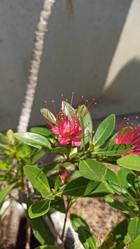 Vibrant red Xanthostemon flowers blooming naturally, showcasing striking brush-like stamens and colorful blossoms that enhance the beauty of tropical landscapes.
