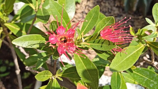 Vibrant red Xanthostemon flowers blooming naturally, showcasing striking brush-like stamens and colorful blossoms that enhance the beauty of tropical landscapes.
