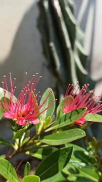 Vibrant red Xanthostemon flowers blooming naturally, showcasing striking brush-like stamens and colorful blossoms that enhance the beauty of tropical landscapes.