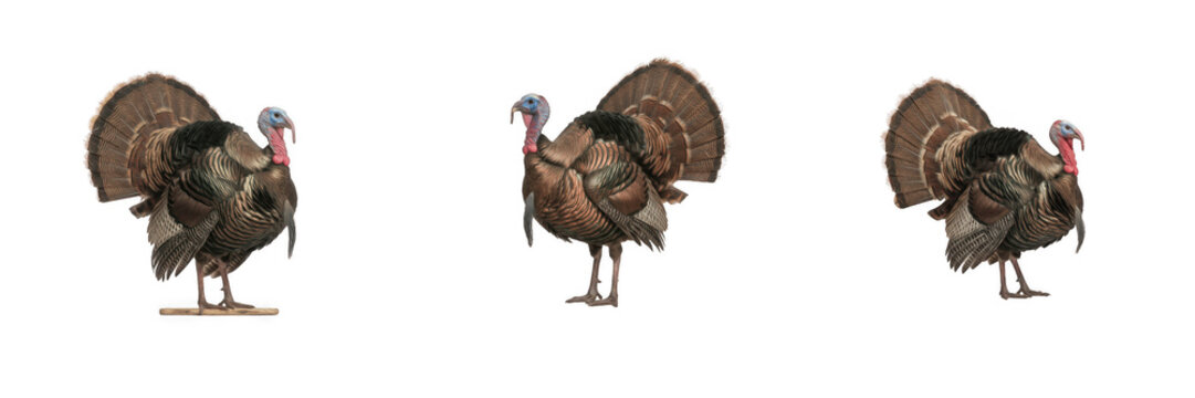 Realistic Wild Turkey Bird Set - Thanksgiving Autumn Poultry PNG Graphic Isolated on Transparent Background for Holiday Greeting Card, Fall Festival Poster, Farm Animal Illustration, and Thanksgiving 