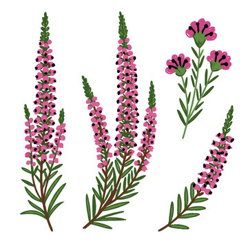 Pink heather sprigs with small green leaves and tiny blossoms