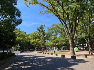 Fototapeta premium Clear blue sky overhead. Lush green trees line both sides. Dappled sunlight filters through leaves. Gravel path winds gently forward. Shadows dance on ground beneath branches