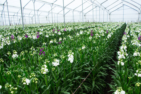 Rows of blooming stock flowers growing inside a modern commercial greenhouse. Healthy plants cultivated under controlled conditions for premium cut flower production, showcasing large scale floricultu