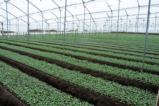 Large commercial greenhouse with rows of young ornamental flower plants growing in cultivated beds. Modern floriculture facility dedicated to propagation, cultivation and large scale flower production
