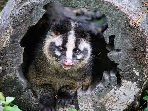A super cute civet front portrait in a tree hollow