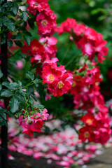 Fototapeta premium Dortmund kordesii hybrid climbing rose clusters blooming on metal fence with fallen petals scattered on wet ground after summer rain copy space