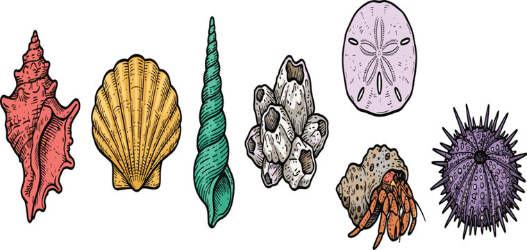 Vintage Marine Seashell and Beach Life Icon Set Featuring Conch Shell, Scallop, Augur Shell, Acorn Barnacles, Sand Dollar, Hermit Crab, and Purple Sea Urchin