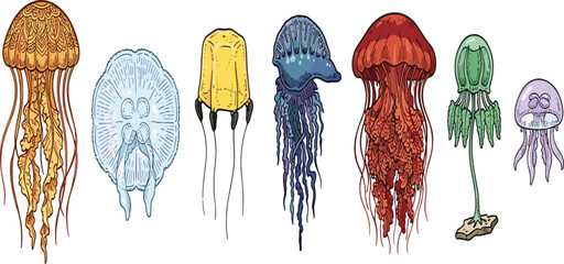 Vintage Marine Jellyfish and Cnidarian Creature Icon Set Featuring Sea Nettle, Moon Jelly, Box Jellyfish, Portuguese Man O War, and Lion Mane Jelly © MdSirazul