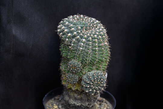 Potted Gymnocalycium moserianum f. monstrosa cactus with unique clustering stem shape in a pot.