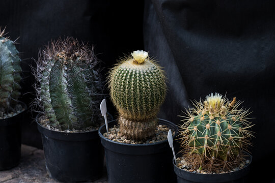 Assorted blooming cacti including Parodia claviceps and Astrophytum capricorne growing in plastic pots close up