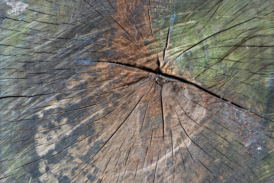 Close up of a cut tree trunk showing wood grain rings and cracks