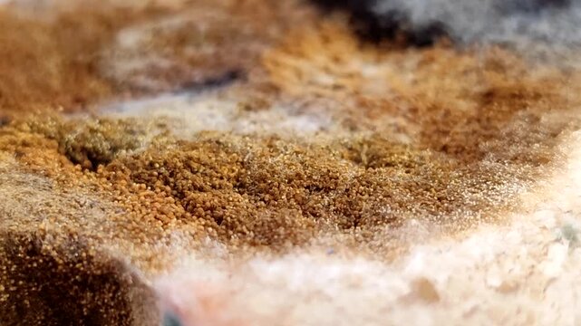 Rhizopus stolonifer (black bread mold) growing on rotten bread surface. Detailed view of sporangium and mycelium for biology and science education
