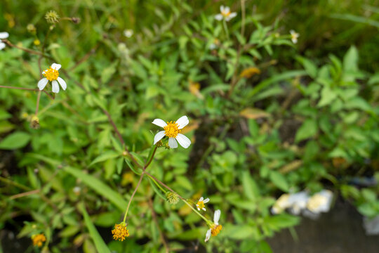 Close up of a small white and yellow blooming wildflower in a field