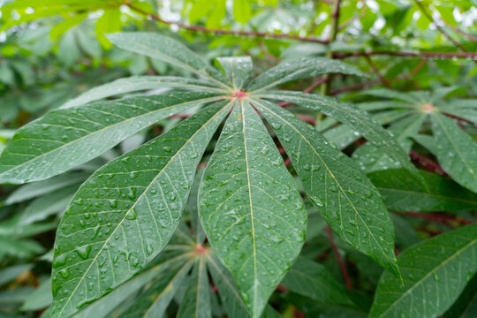 Wet green cassava leaf showing detailed texture and water droplets