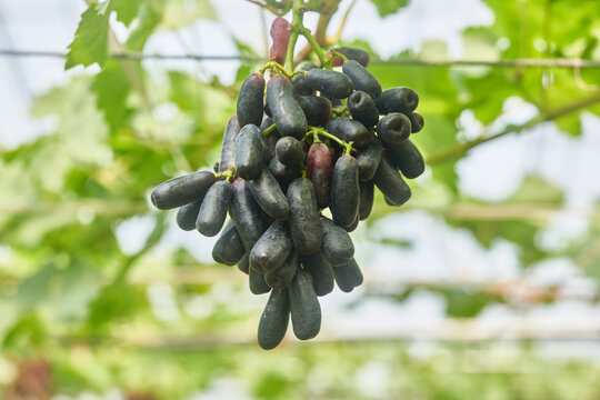 Close up of elongated dark purple sweet sapphire grapes hanging from a vine in a bright greenhouse highlighting modern agricultural practices and organic specialty crop cultivation during summer harve