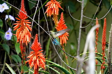 Fototapeta premium Sparkling violetear (Colibri coruscans) hummingbird in flight, feeding from an aloe plant, in Cotacachi, Ecuador