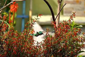 Fototapeta premium Sparkling violetear (Colibri coruscans) hummingbird on a red rocket flower in Cotacachi, Ecuador