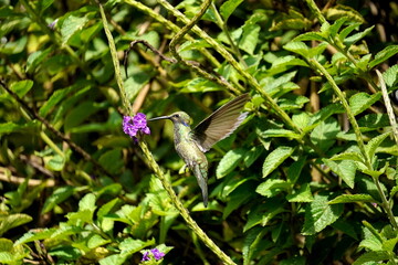 Fototapeta premium Sparkling violetear (Colibri coruscans) hummingbird in flight, feeding from a porterweed plant, in Cotacachi, Ecuador