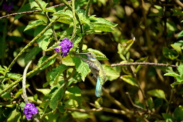Fototapeta premium Sparkling violetear (Colibri coruscans) hummingbird in flight, feeding from a porterweed plant, in Cotacachi, Ecuador
