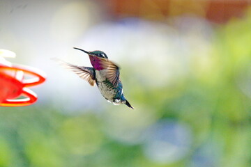 Fototapeta premium Male white-bellied woodstar (Chaetocercus mulsant) hummingbird in flight at a hummingbird feeder in Cotacachi, Ecuador