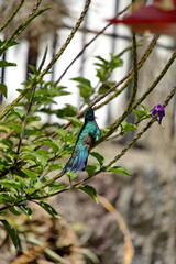 Fototapeta premium Sparkling violetear (Colibri coruscans) hummingbird perched in a porterweed plant, in Cotacachi, Ecuador