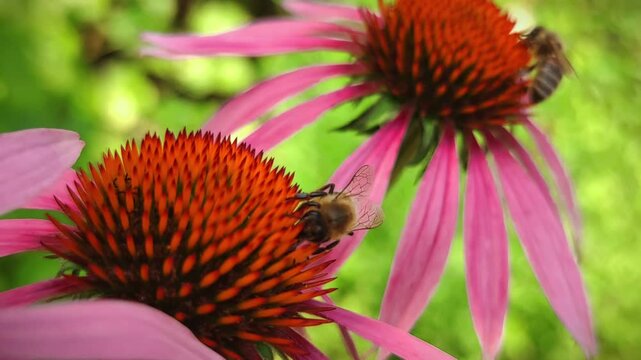 Honeybee pollinating echinacea flower in macro 4k video, capturing busy insect gathering pollen on vibrant purple petals in summer nature
