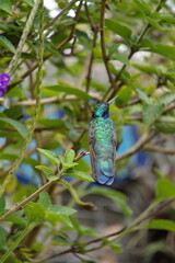 Fototapeta premium Sparkling violetear (Colibri coruscans) hummingbird perched in a porterweed plant, in Cotacachi, Ecuador