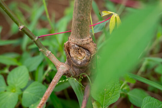 Close up of a woody cassava plant stem growing in a field